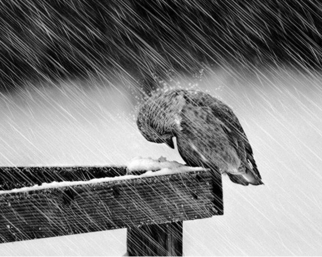 One way to survive a storm of life, a sad one, is let the hurt...hurt
